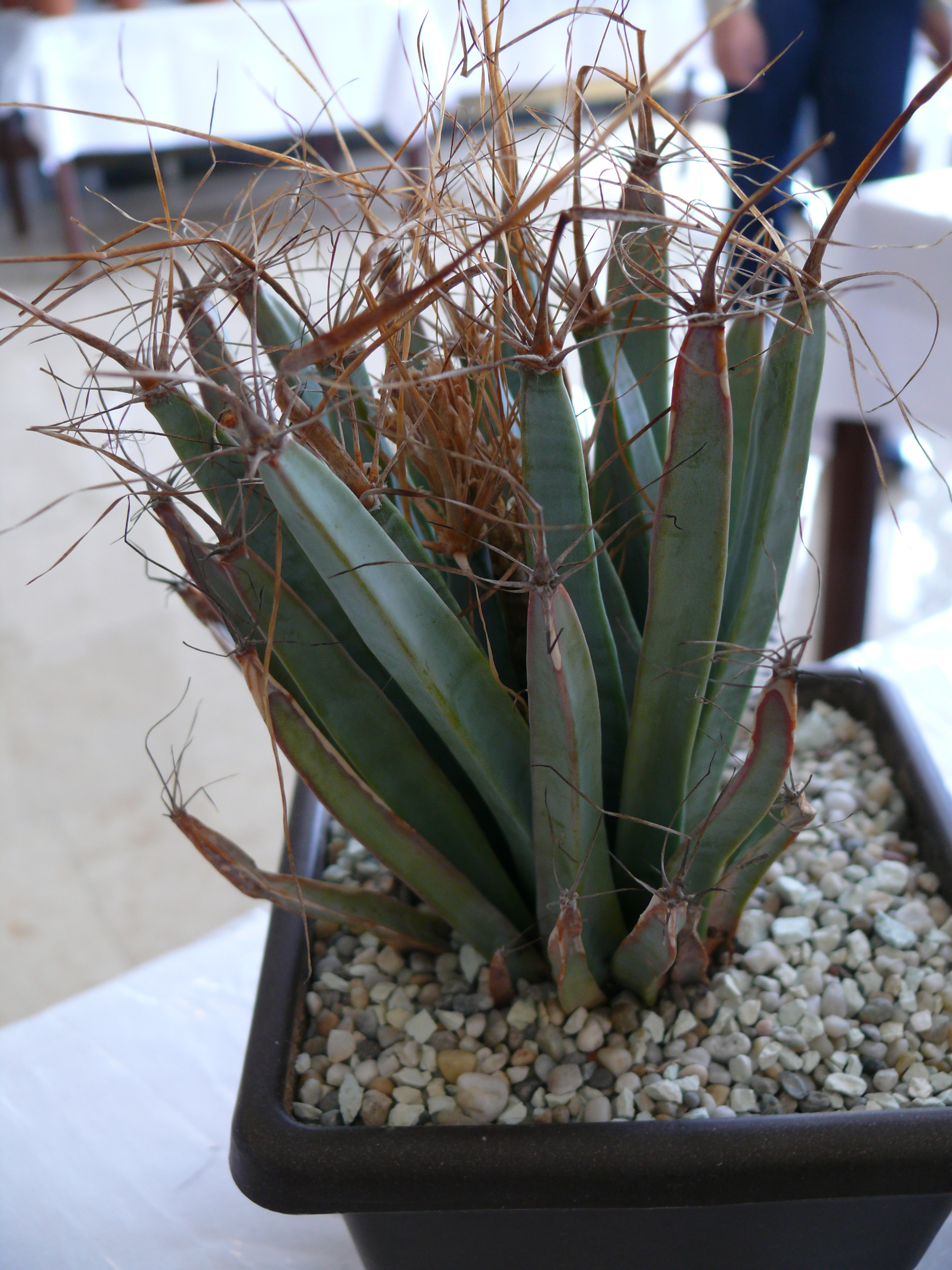 P1150660