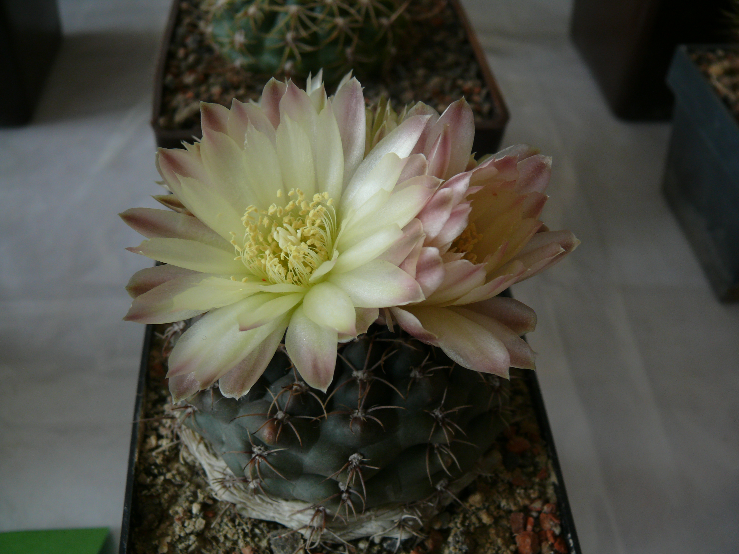 P1150655