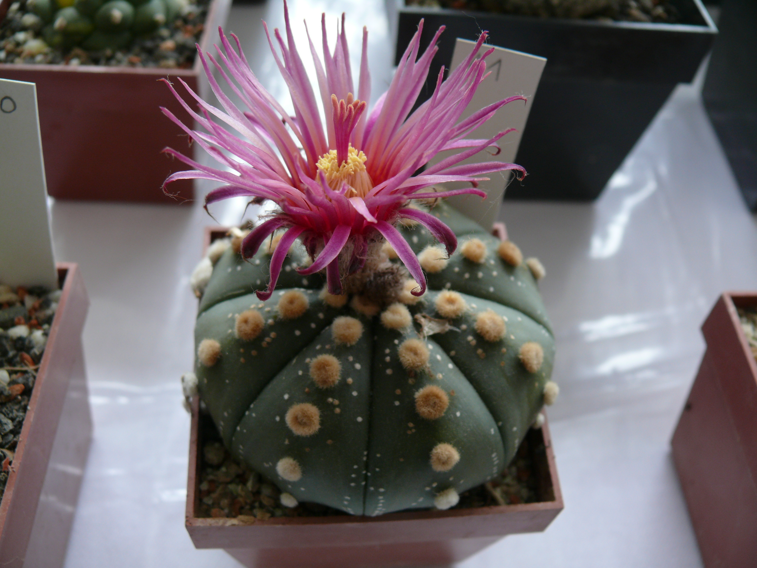 P1150647
