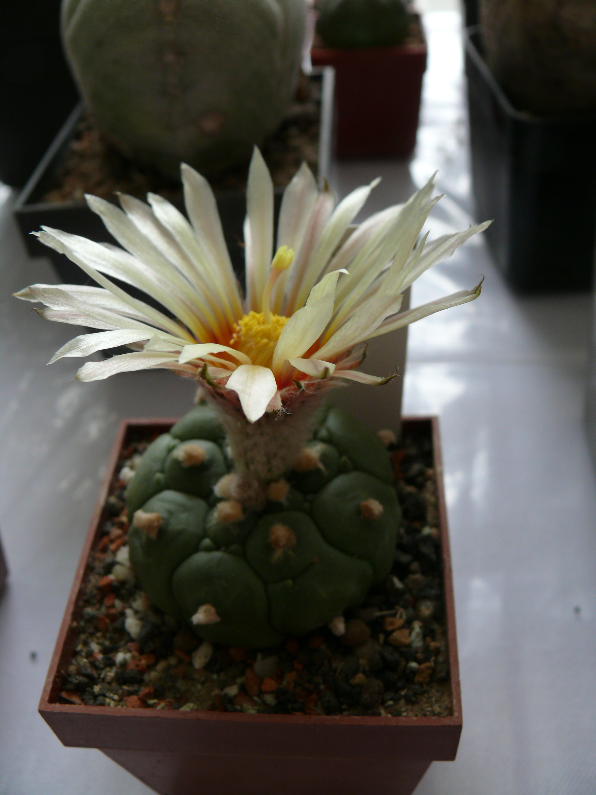 P1150644