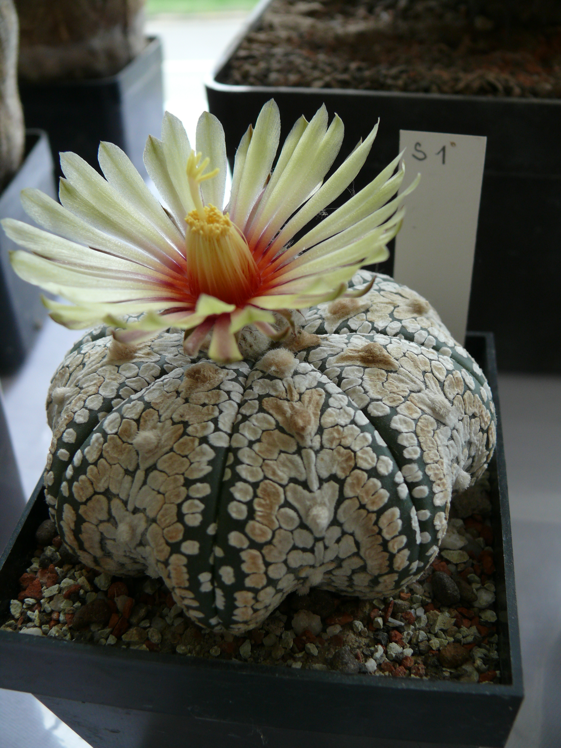 P1150643