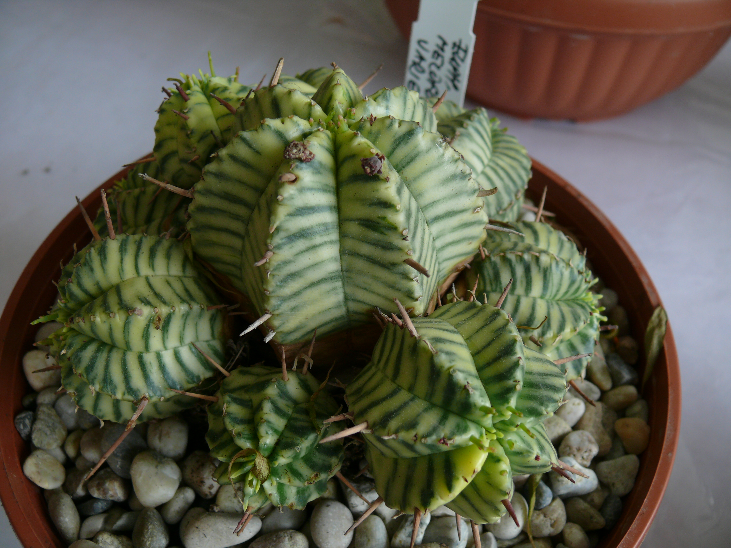P1150638