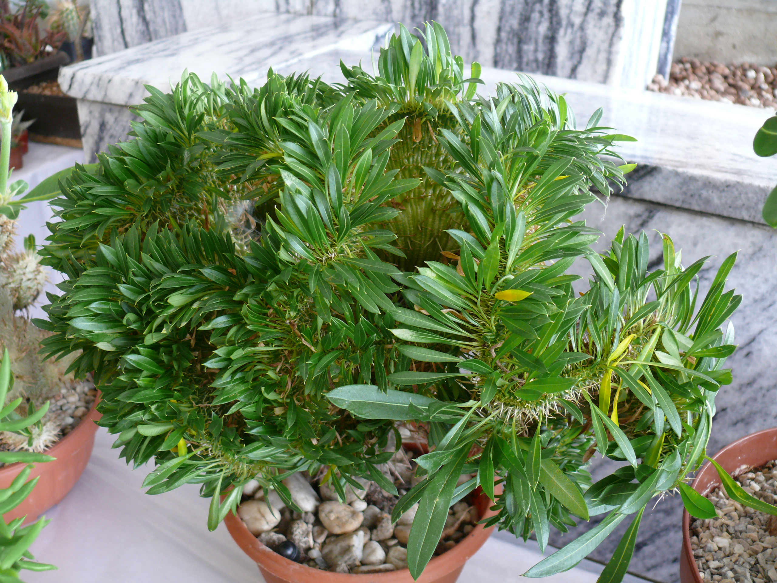 P1150635