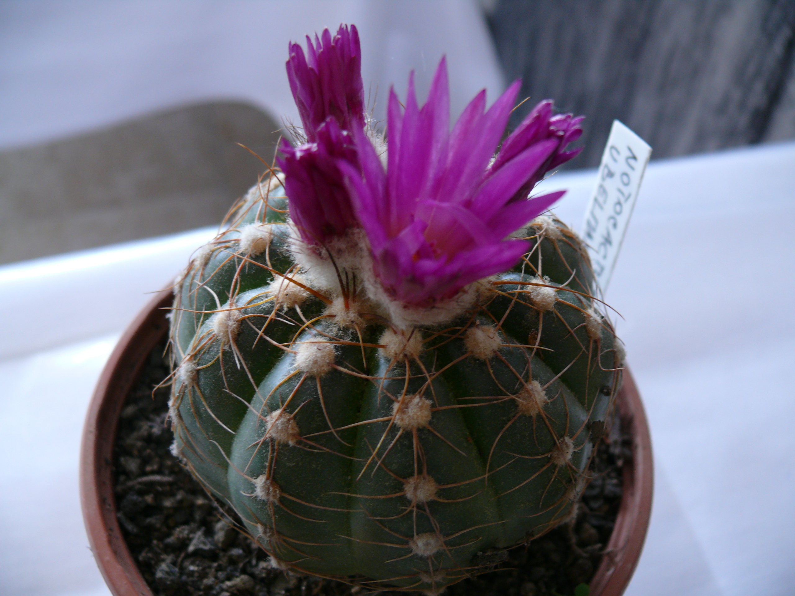 P1150625