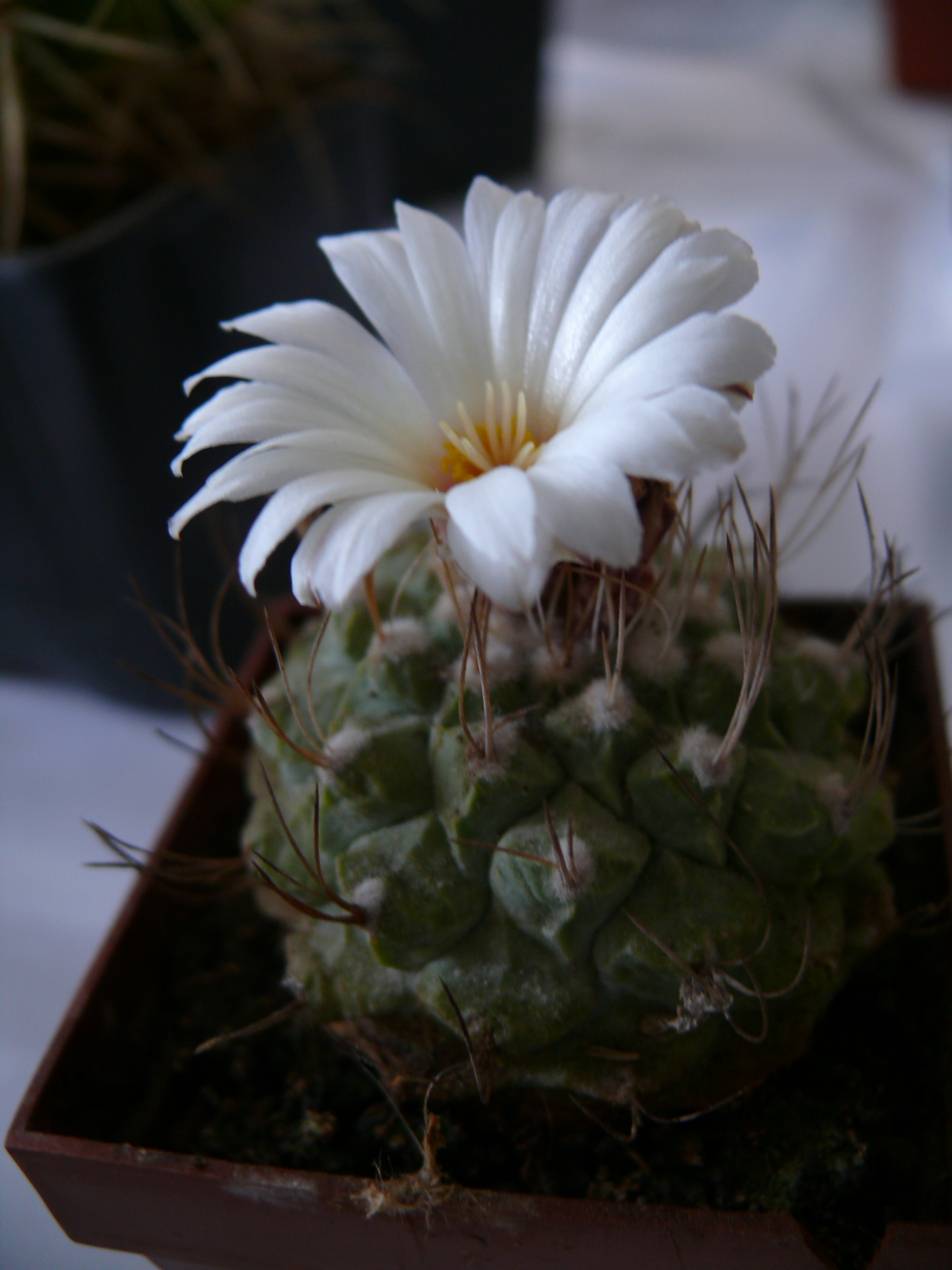 P1150624