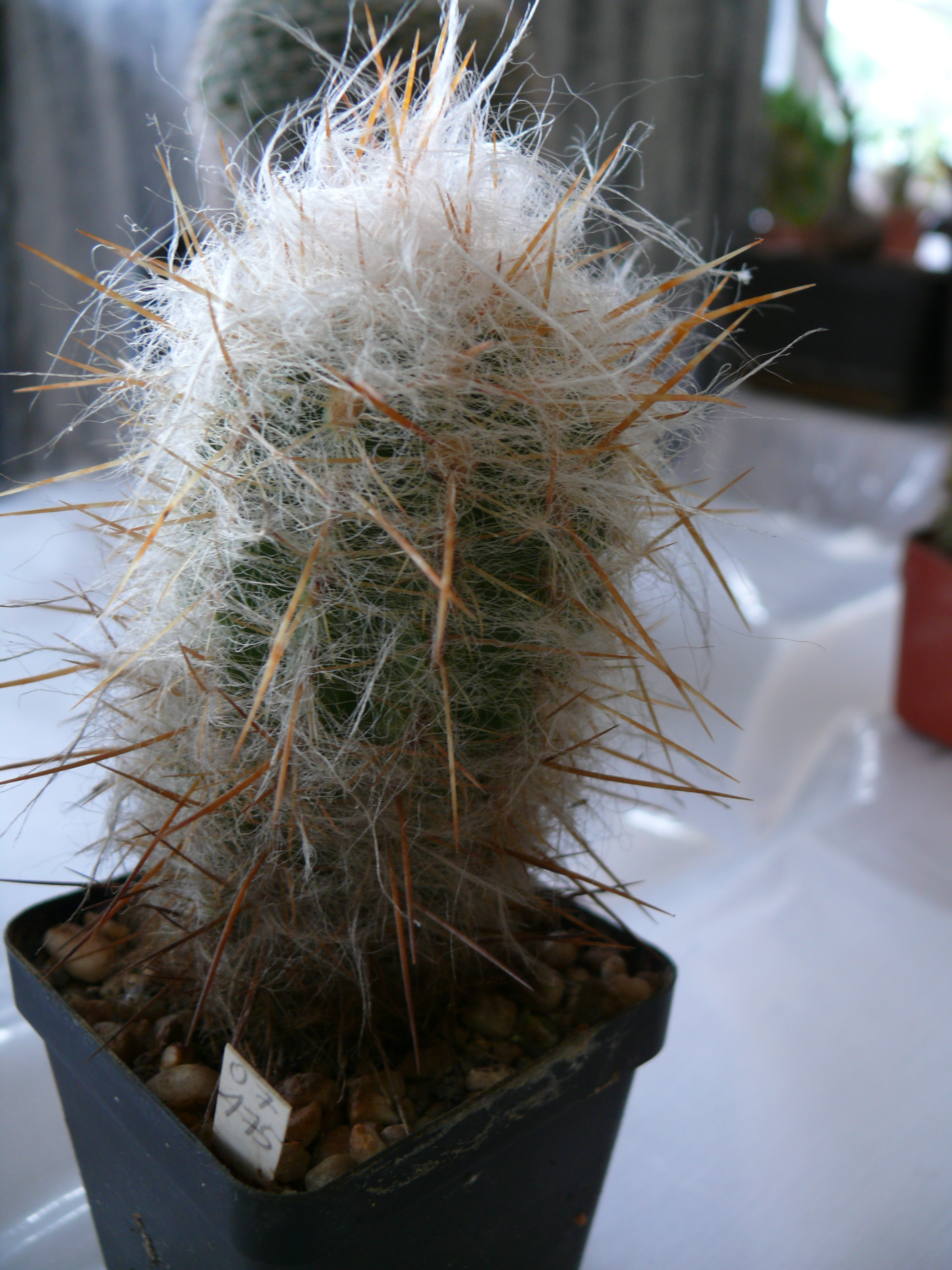 P1150623