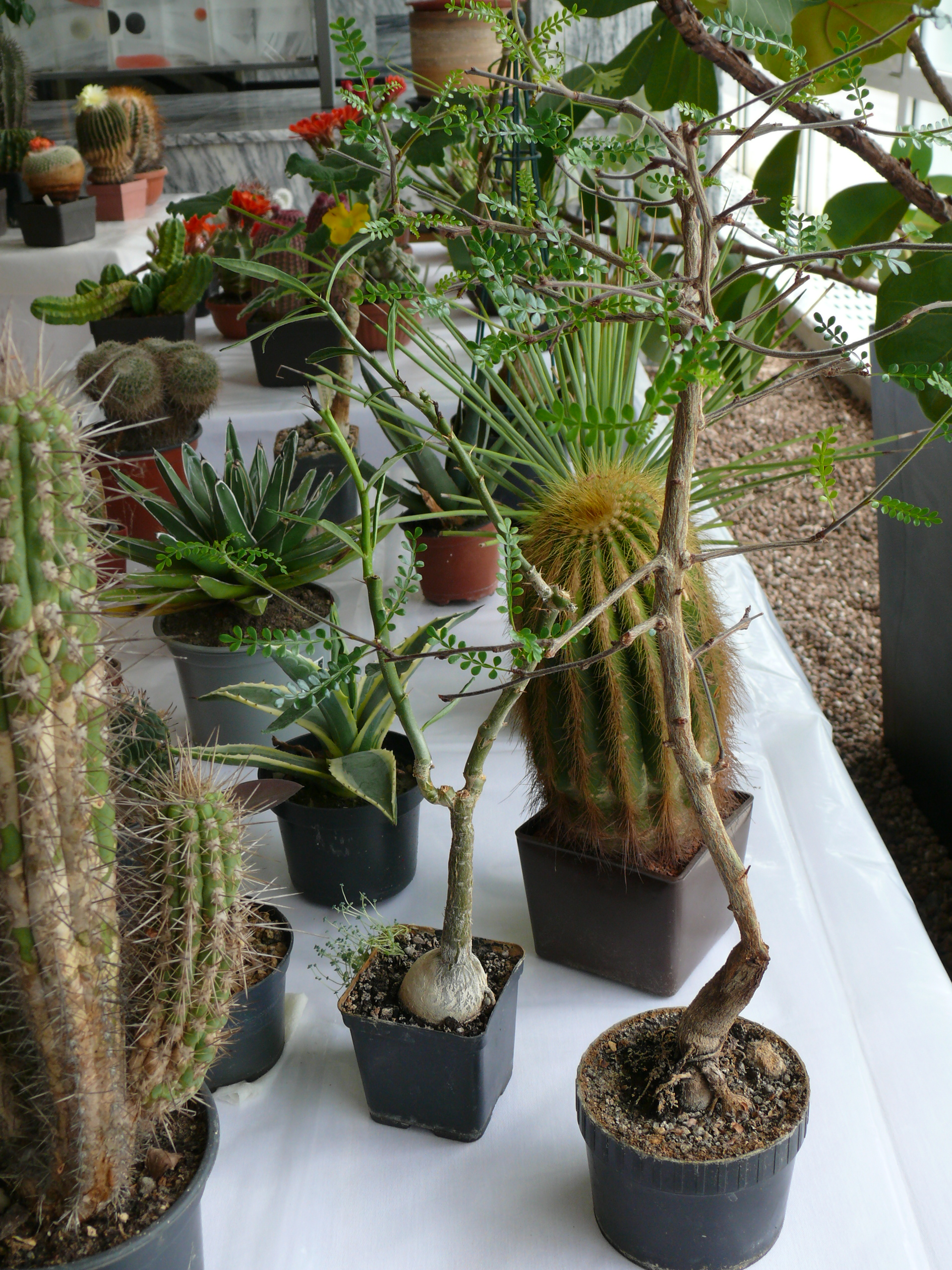 P1150605