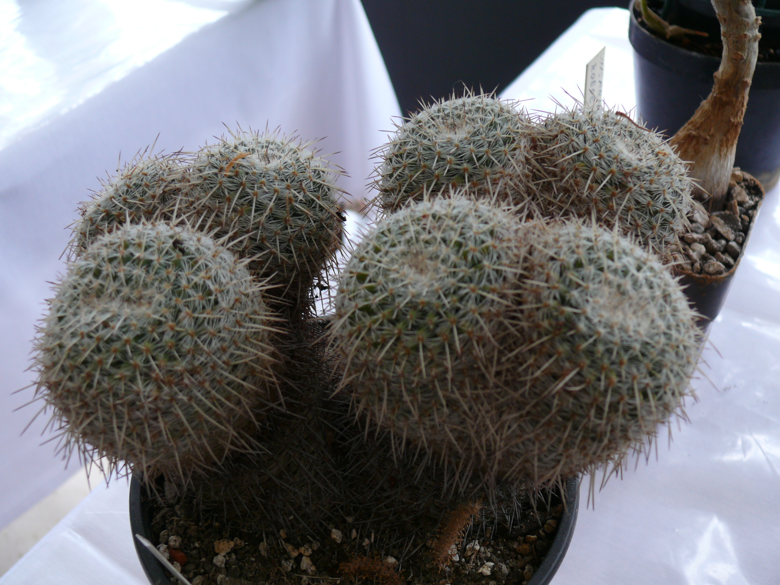 P1150604