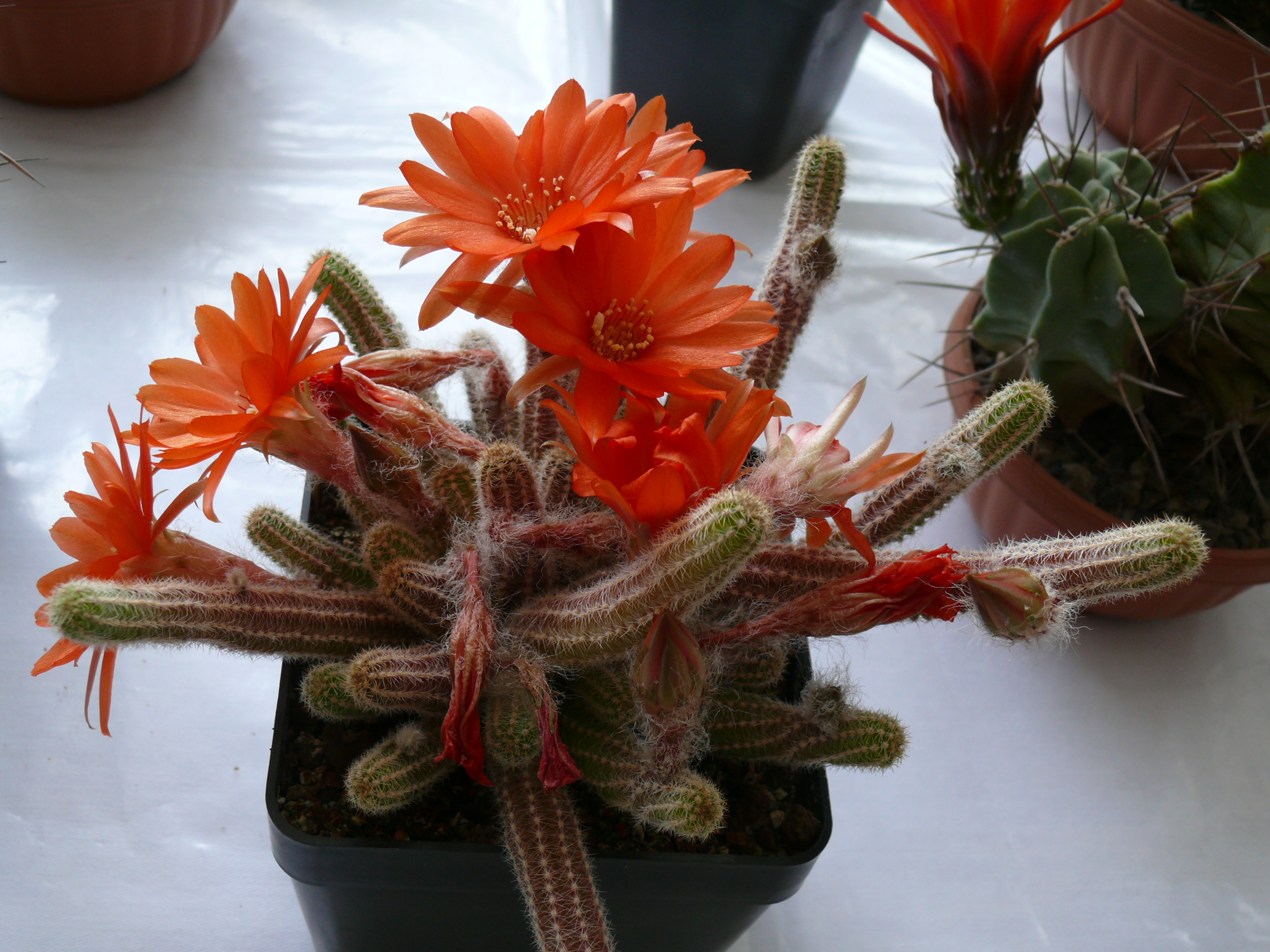 P1150599