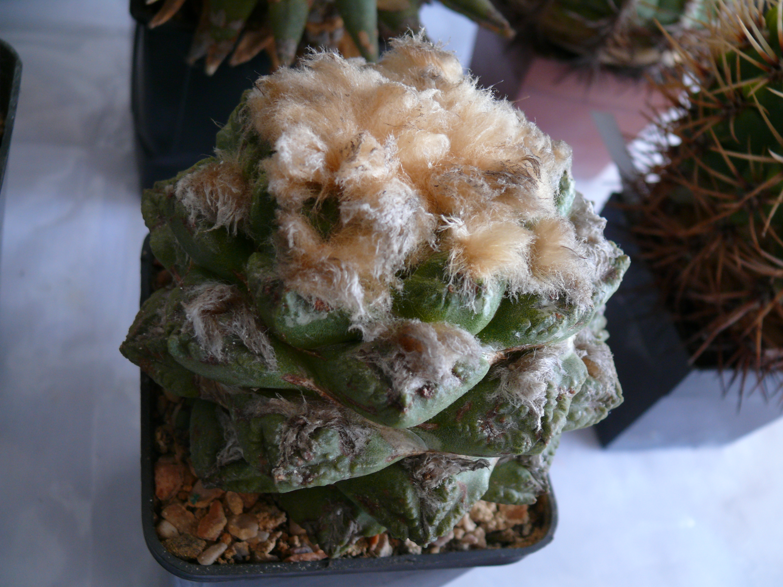 P1150592