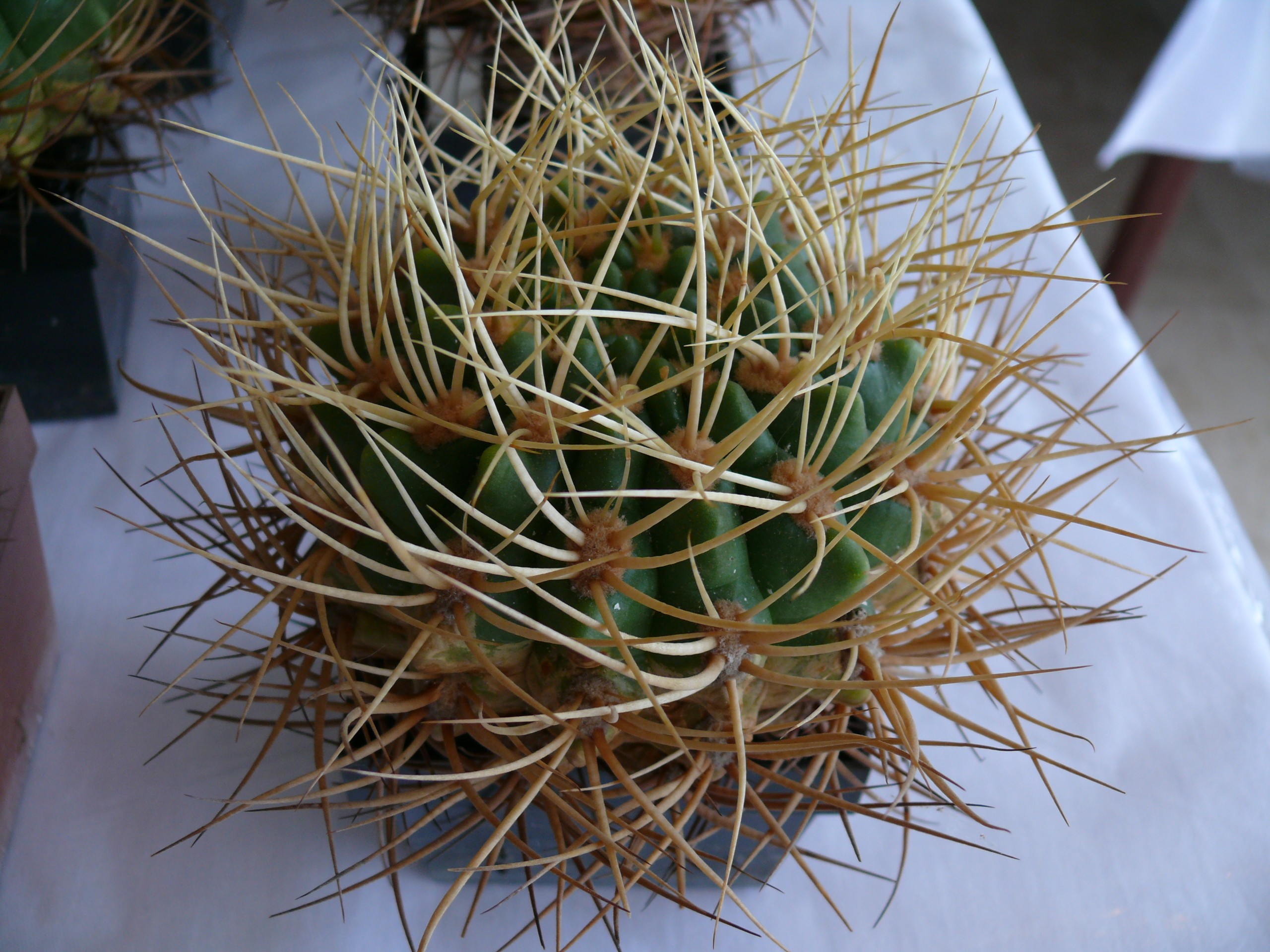 P1150589