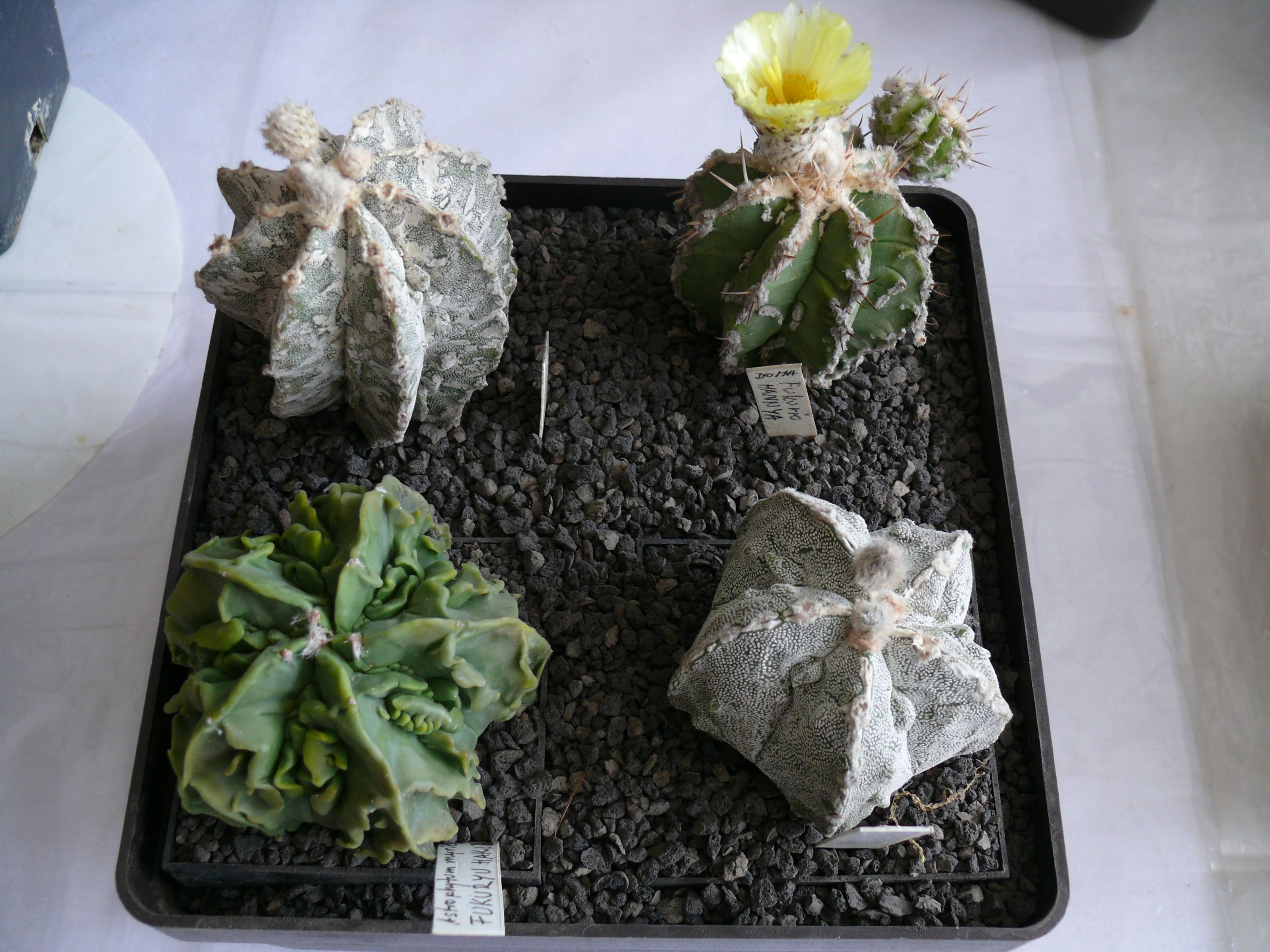 P1150585
