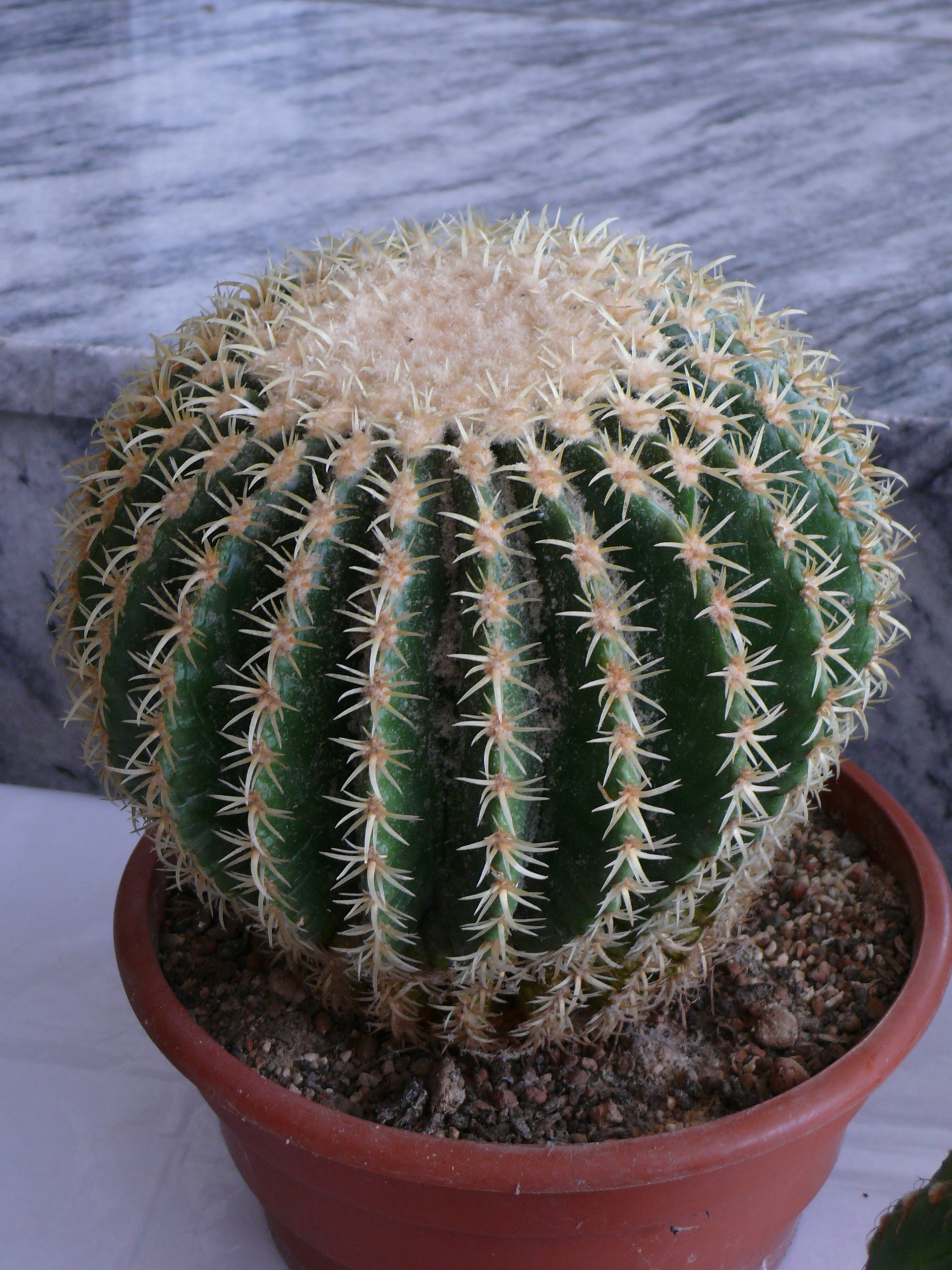 P1150582