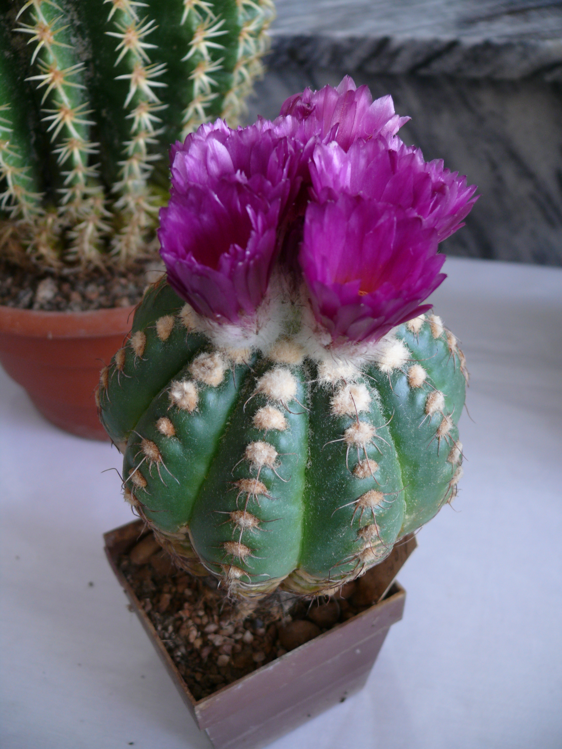 P1150580