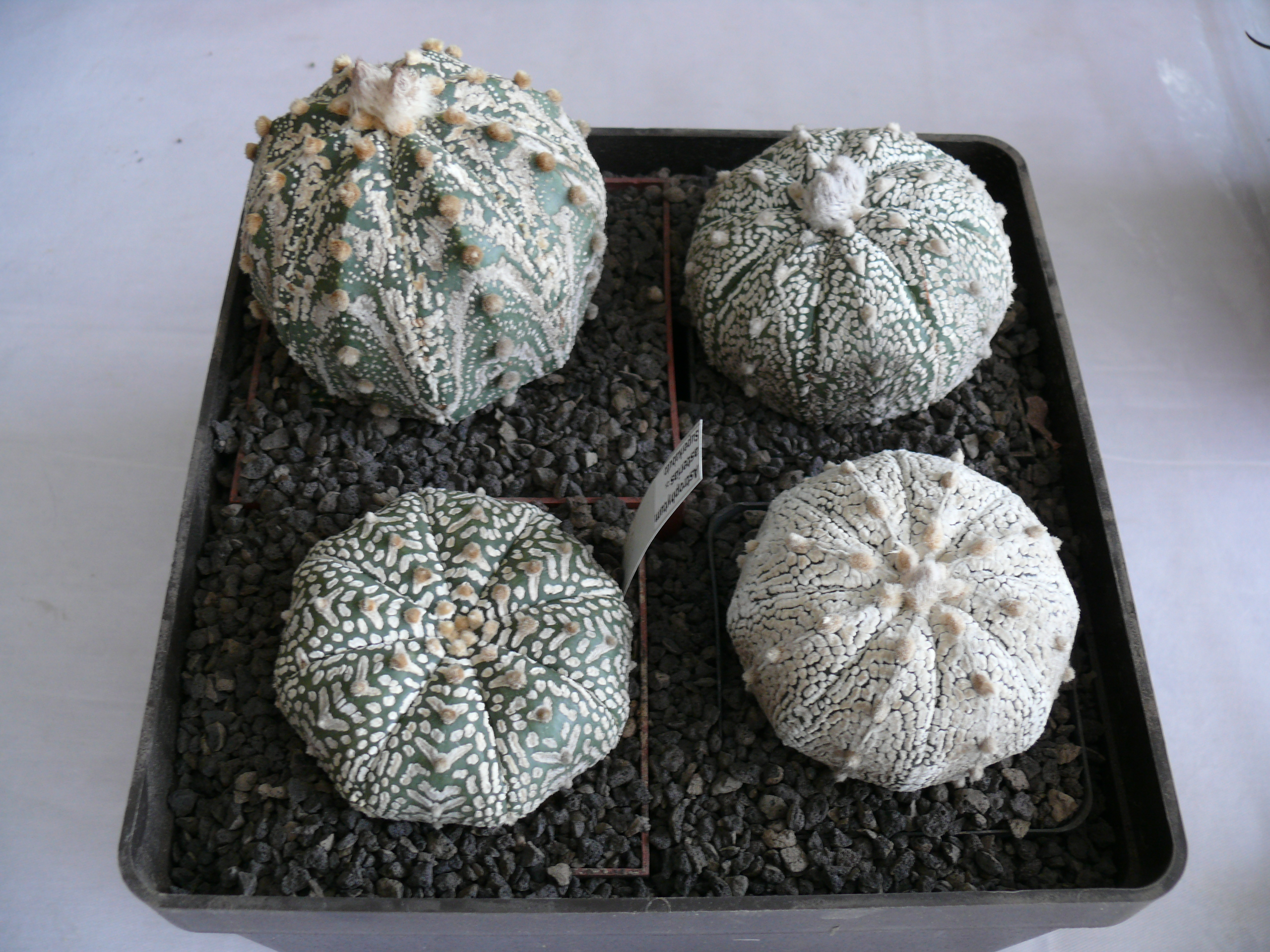 P1150579