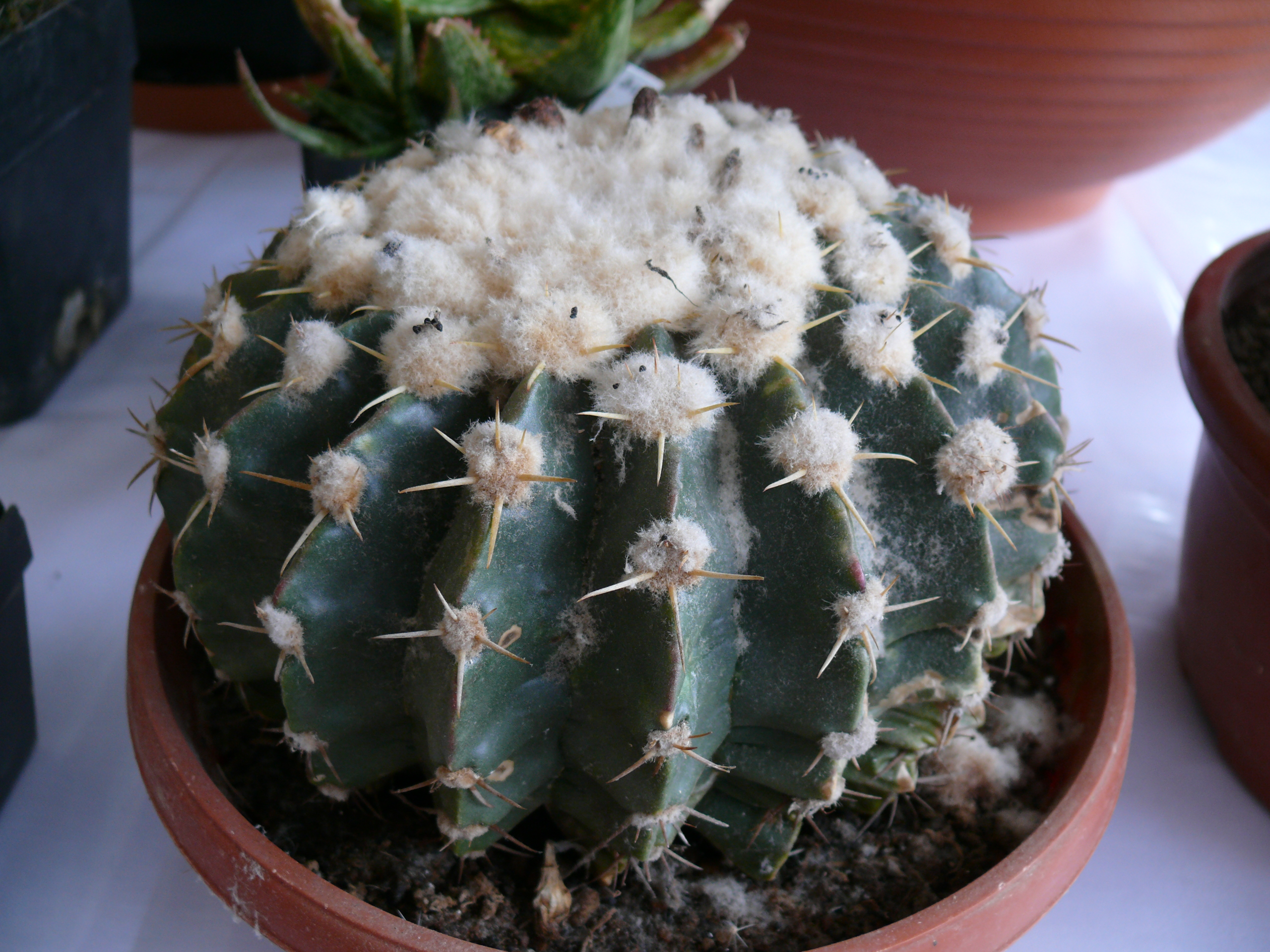 P1150208