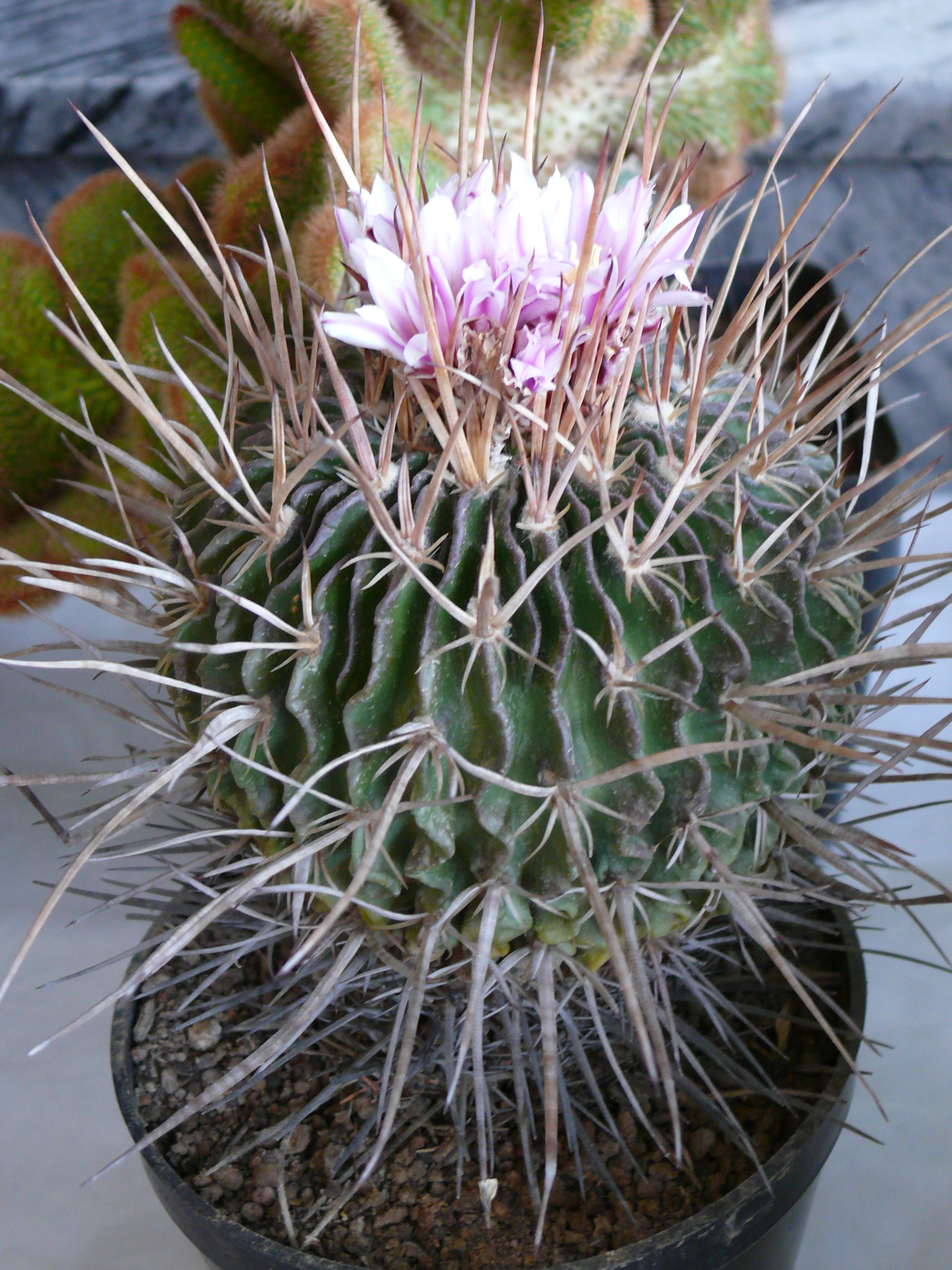 P1150213