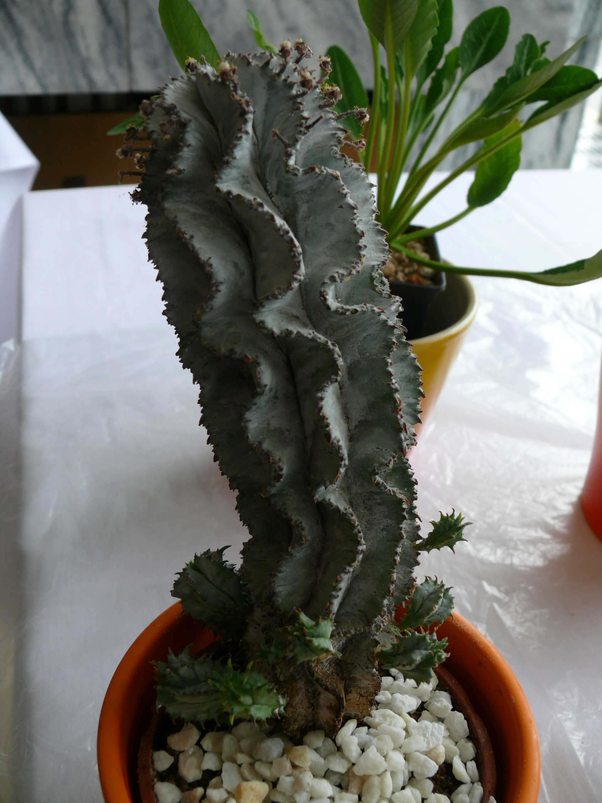 P1150220