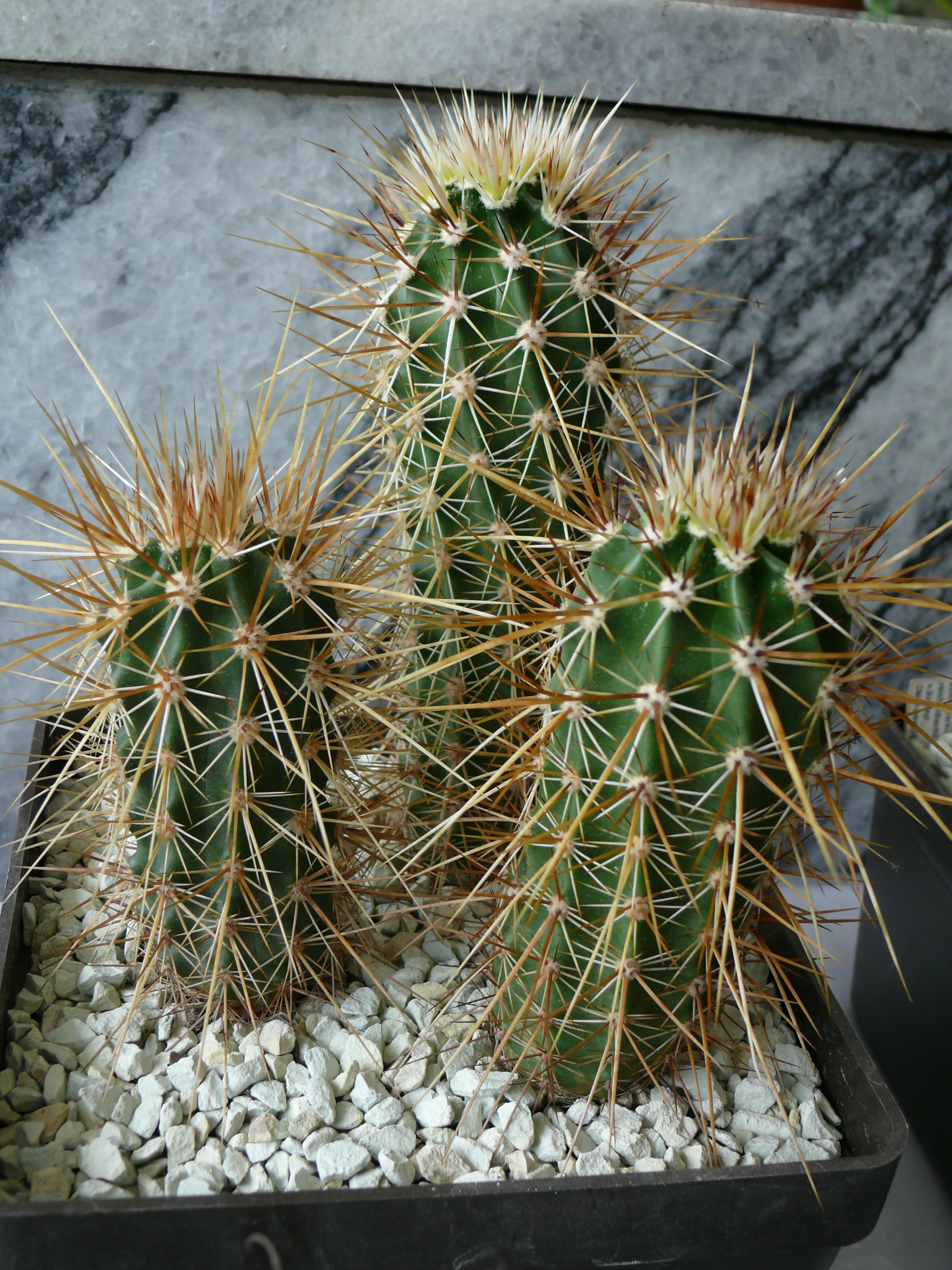 P1150242