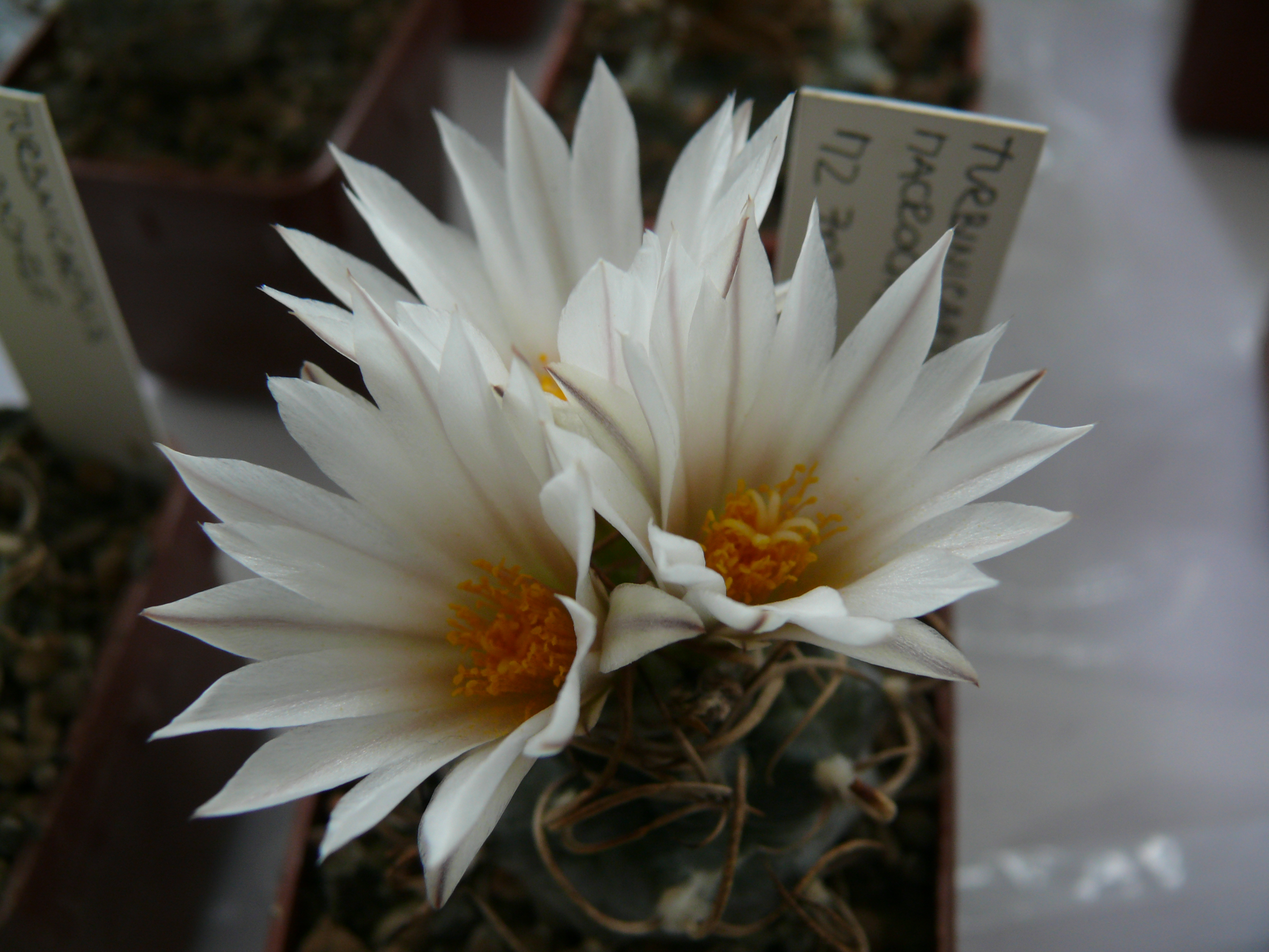 P1150262