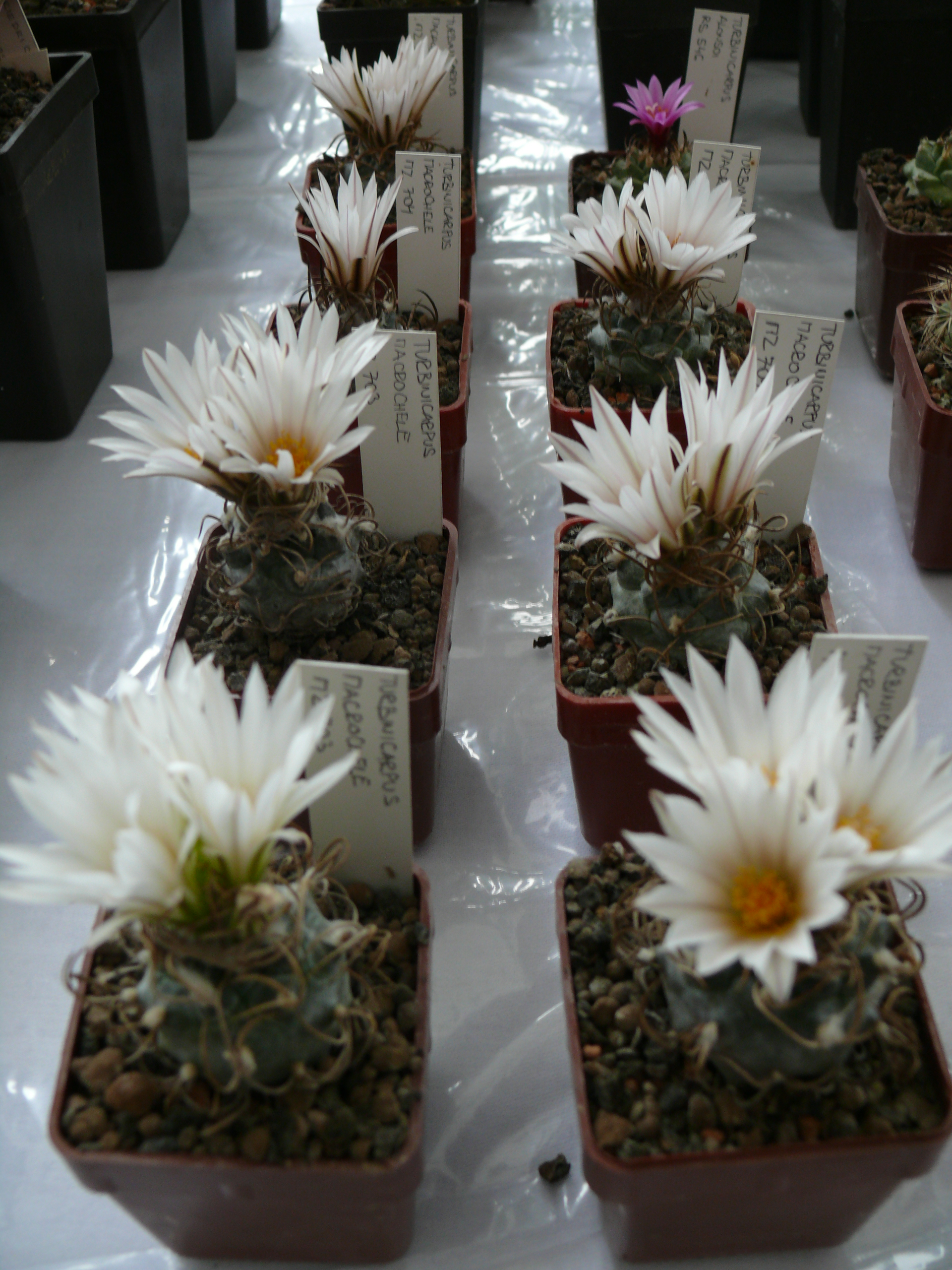 P1150263