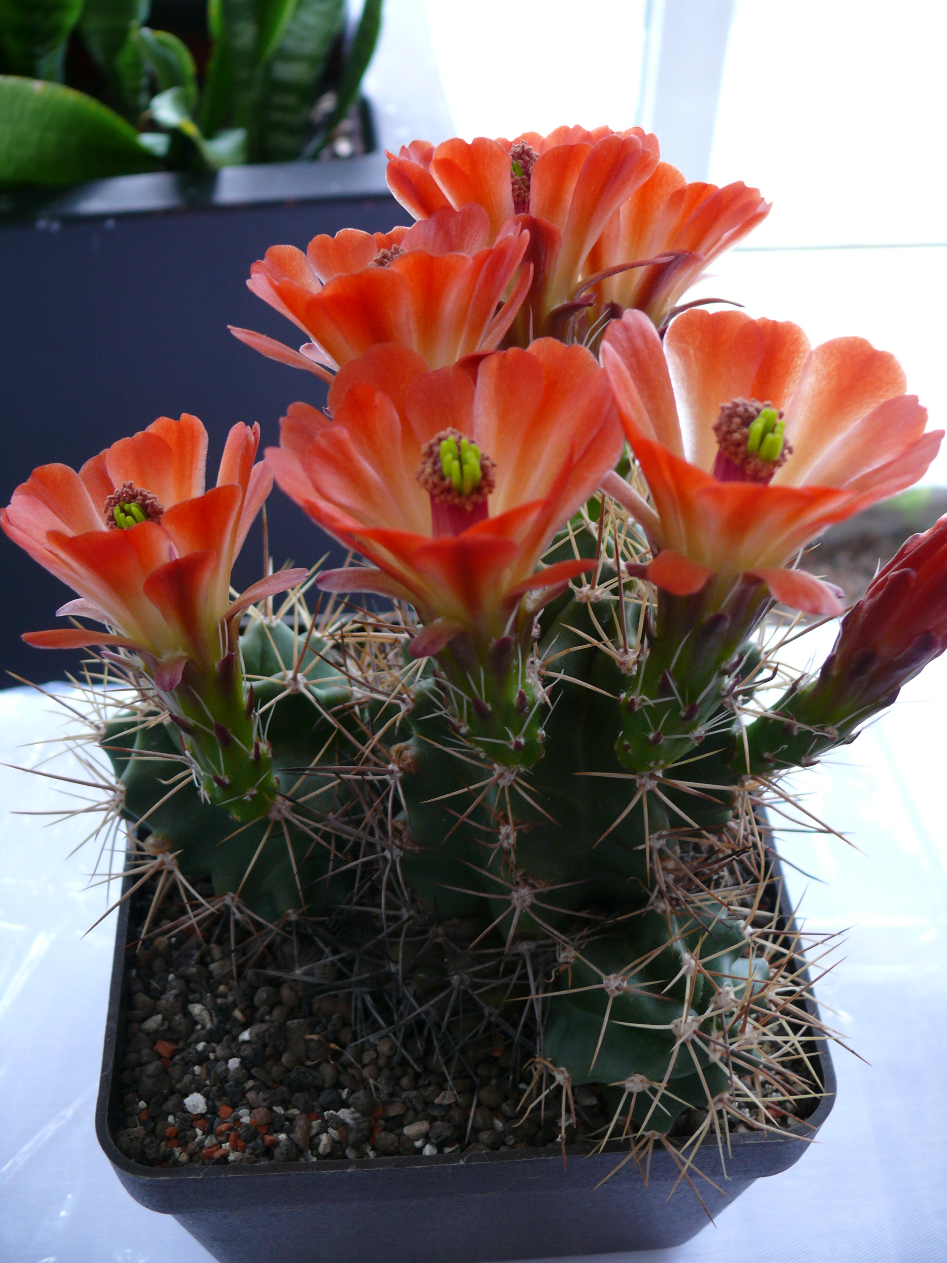 P1150272