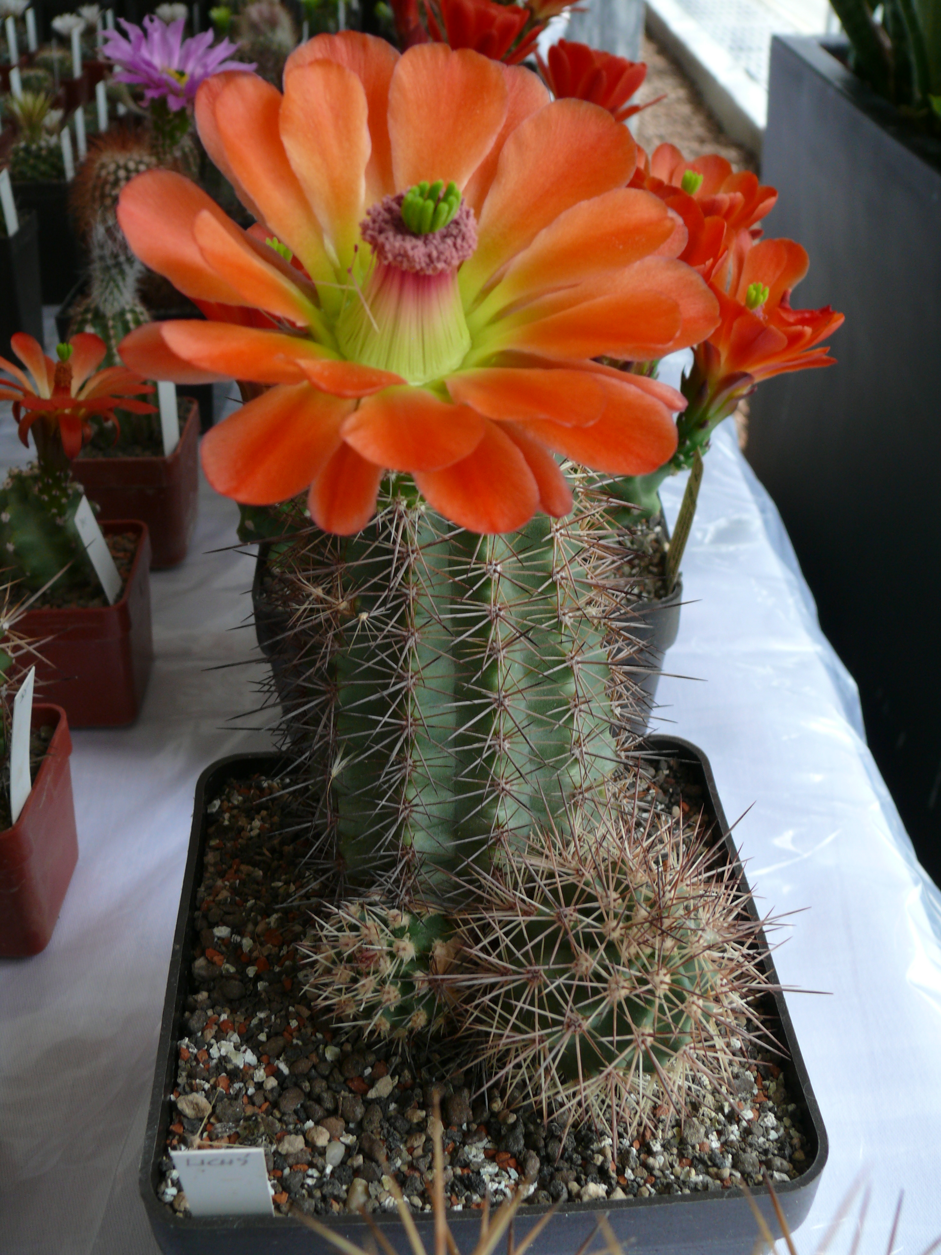 P1150274
