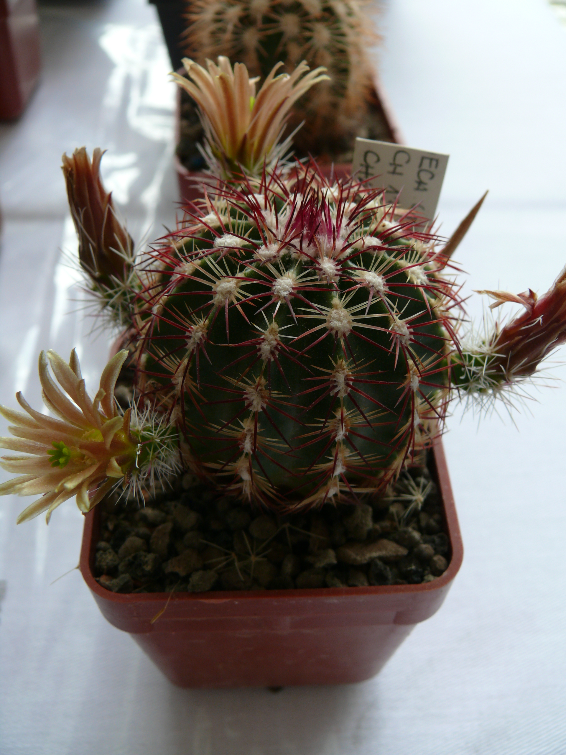 P1150277