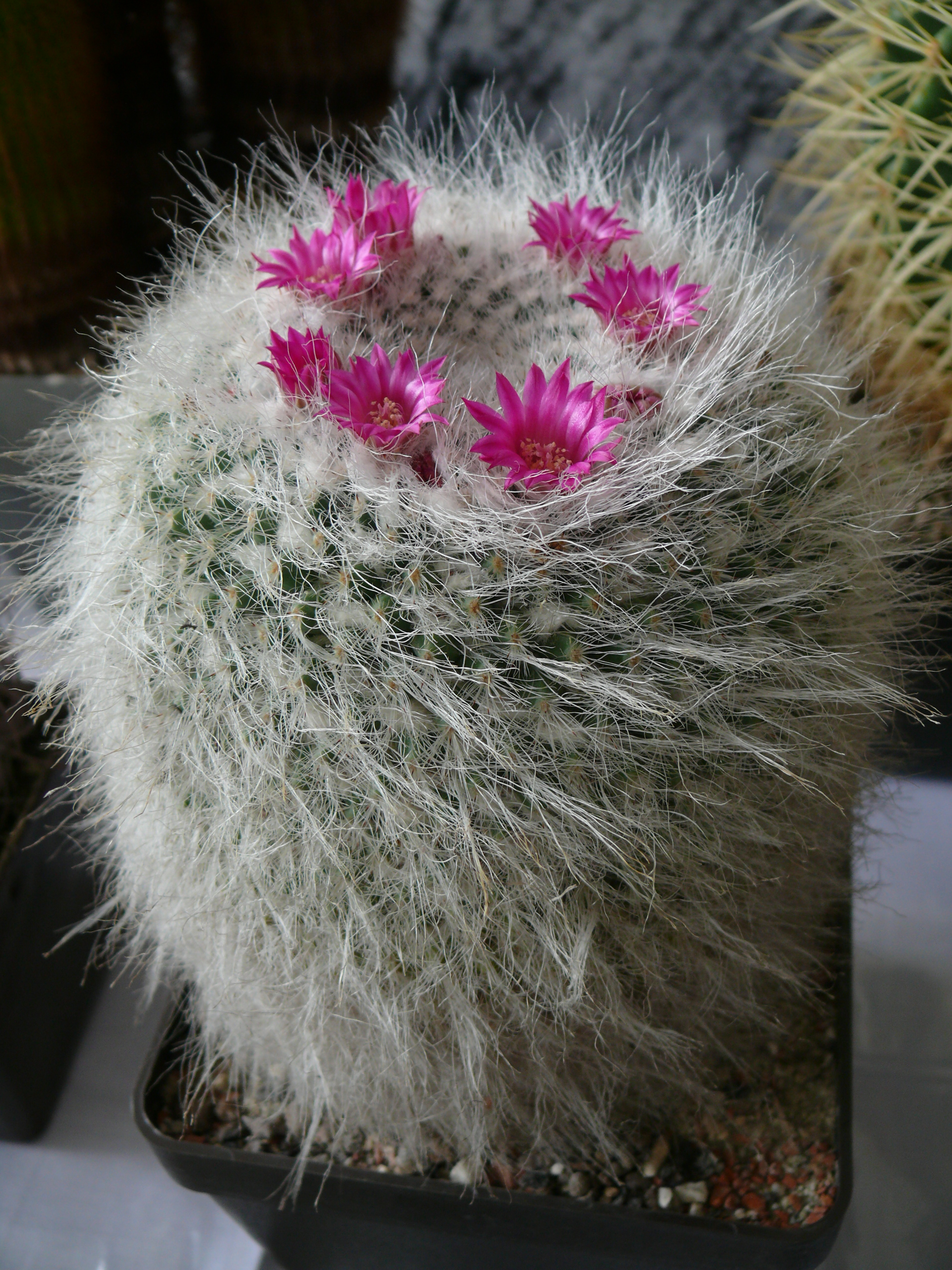 P1150283