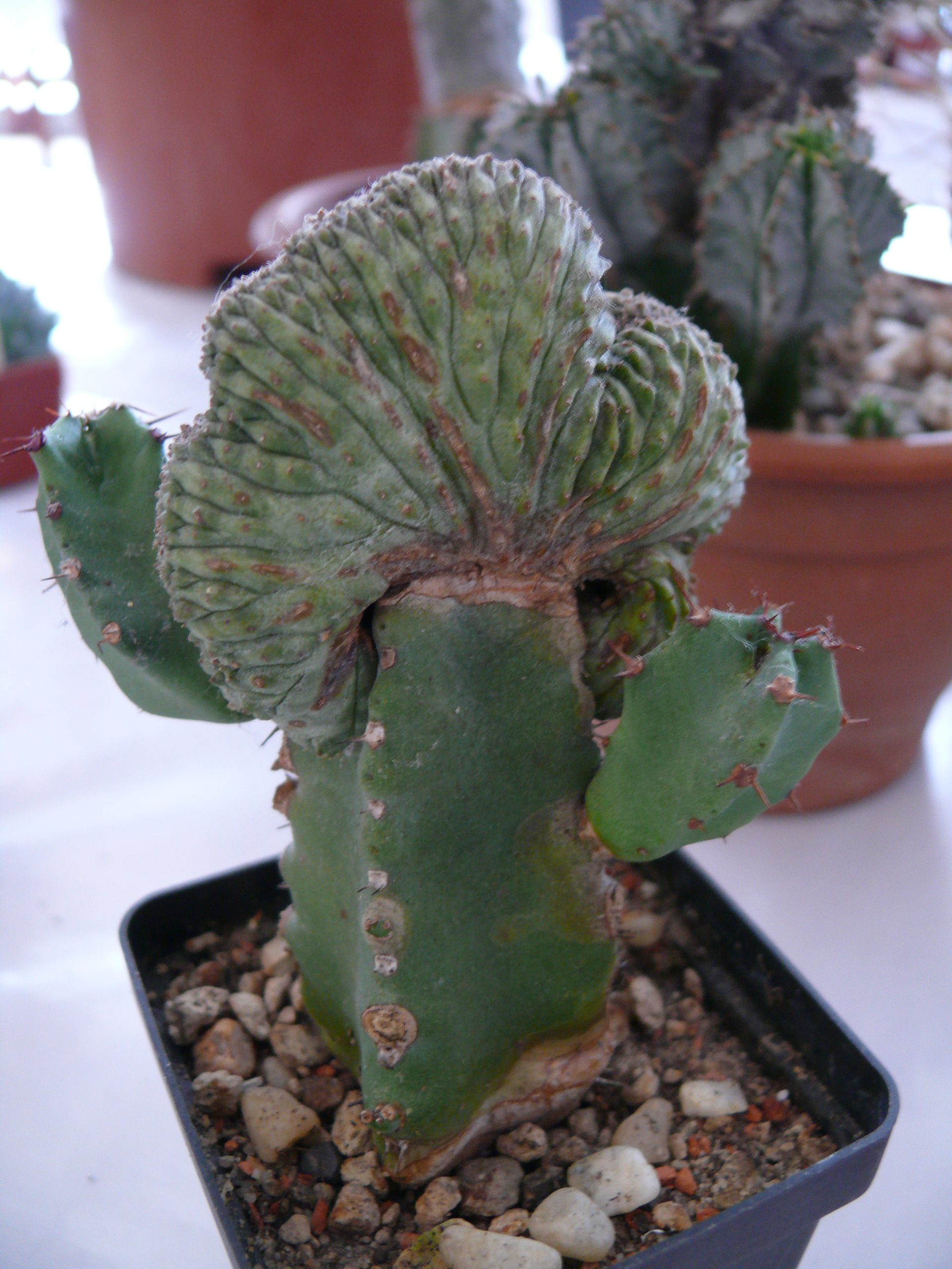P1150294