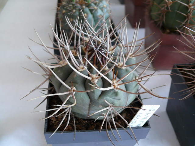 P1060066