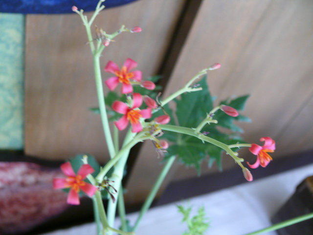 P1080003_resize