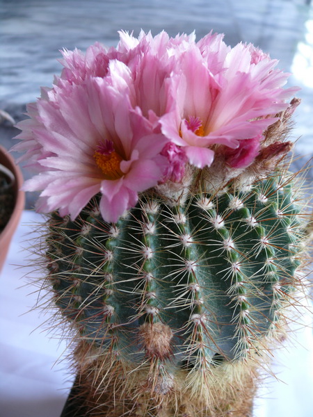 P1110351